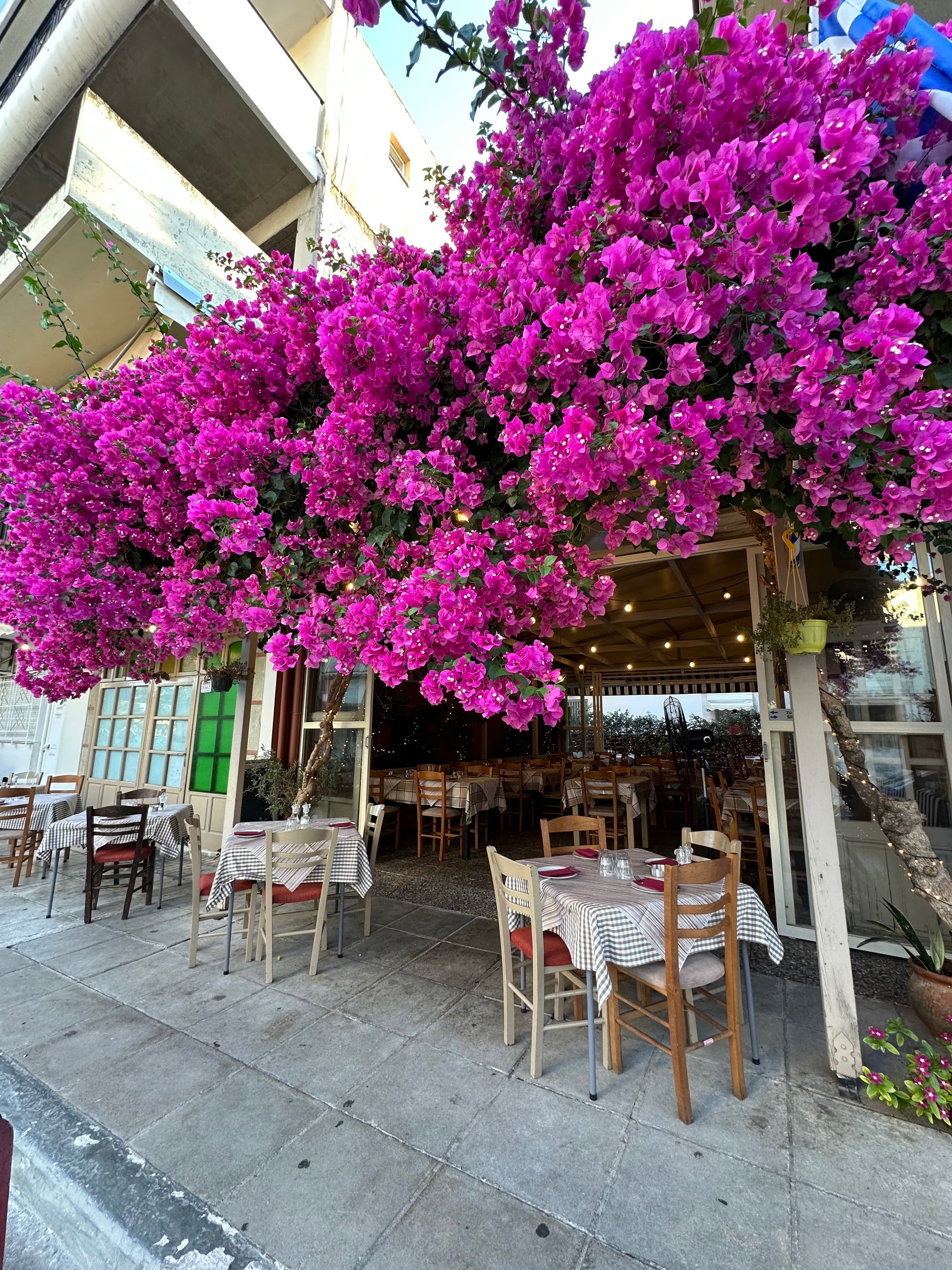 Entrance with bougainvillea